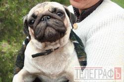 Собачий парад Собачий парад