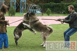 Собачий парад Собачий парад