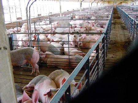 Кременчугмясо начнет осенью строительство свинофермы в Недогарках