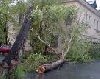 В Полтаве обвалившееся дерево травмировало 13-летнего мальчика