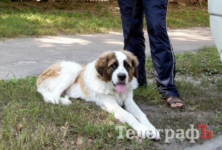 В центре Кременчуга внедорожник Toyota перевернул «Запорожец» (ФОТО)