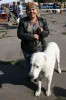 В Кременчуг за медалями съехались собаки