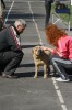В Кременчуг за медалями съехались собаки