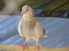 В  Кременчуге прошла всеукраинская  выставка голубей (ФОТОРЕПОРТАЖ)