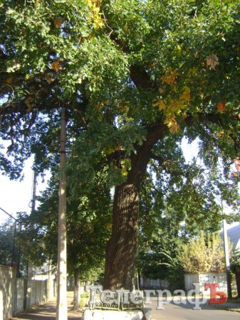Самое старое дерево в Кременчуге находится на улице Черныша