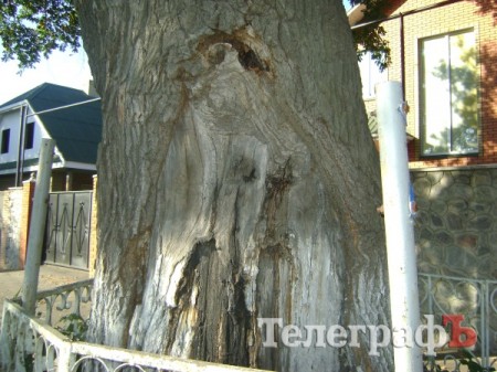 Самое старое дерево в Кременчуге находится на улице Черныша