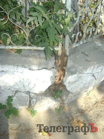 Самое старое дерево в Кременчуге находится на улице Черныша