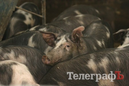 В Миргороде на Полтавщине отмечают праздник свиньи