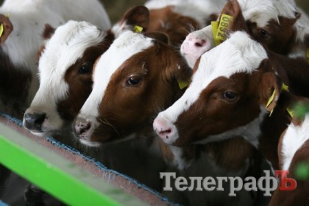 В Миргороде на Полтавщине отмечают праздник свиньи