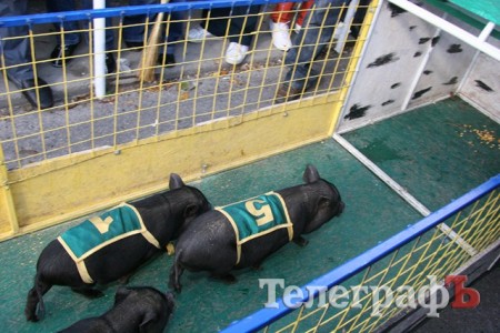 В Миргороде на Полтавщине отмечают праздник свиньи