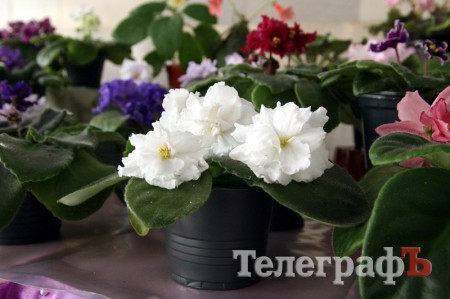 В Кременчуге открылась выставка фиалок