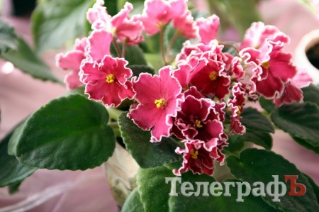 В Кременчуге открылась выставка фиалок