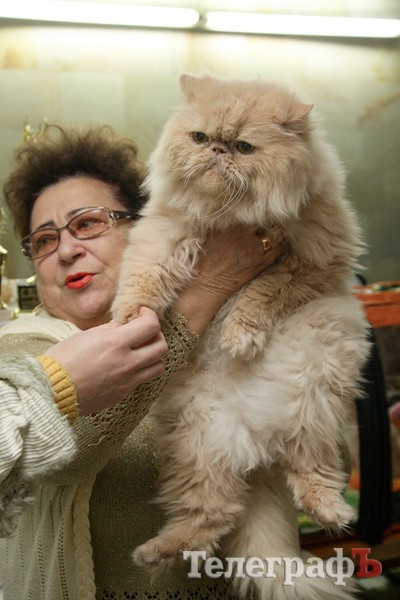 Кременчугская выставка котов