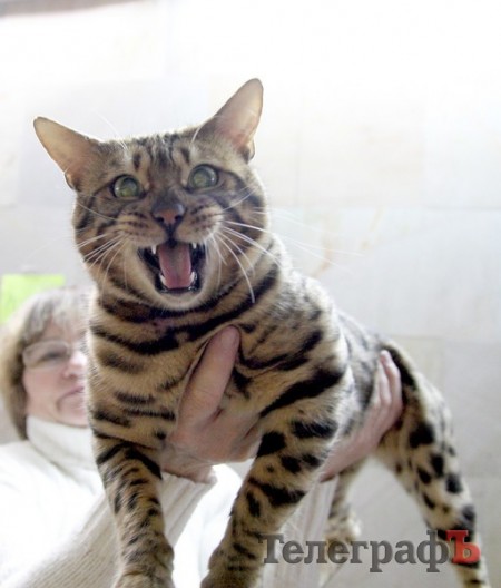 Кременчуг полюбовался VIP-котами на выставке (ФОТОРЕПОРТАЖ)