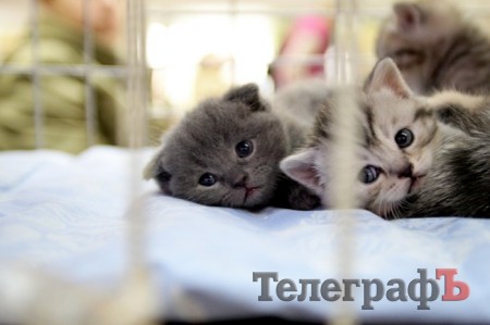 Кременчуг полюбовался VIP-котами на выставке (ФОТОРЕПОРТАЖ)