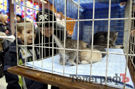 Кременчуг полюбовался VIP-котами на выставке (ФОТОРЕПОРТАЖ)