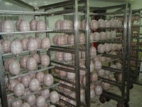 «Кременчугмясо» сдало образцы продукции для независимого аудита производителей мяса и мясопродуктов