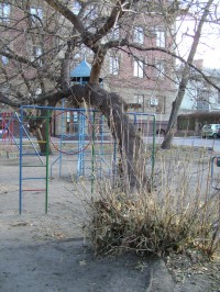 В Кременчуге дерево упало рядом с детским садиком (УТОЧНЕНО)