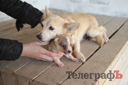 Для кременчугских собак пока не провели воду и канализацию