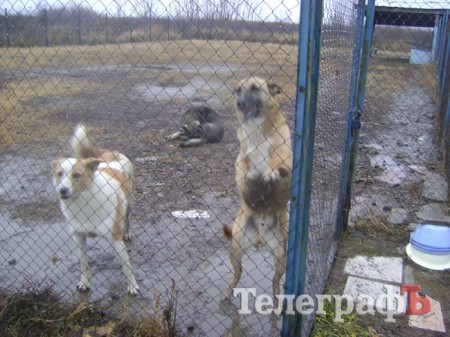 Чем жизнь одесских собак отличается от  жизни их кременчугских сородичей (ФОТОРЕПОРТАЖ)