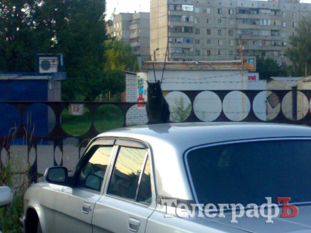 Приколы нашего городка: животные на колёсах (ФОТО)