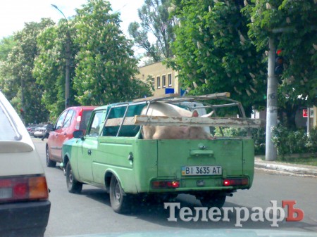 Приколы нашего городка: животные на колёсах (ФОТО)