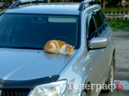 Приколы нашего городка: животные на колёсах (ФОТО)
