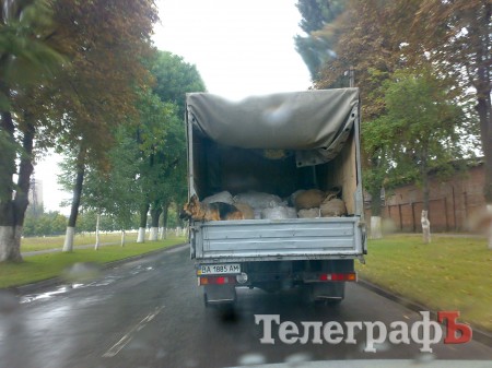 Приколы нашего городка: животные на колёсах (ФОТО)