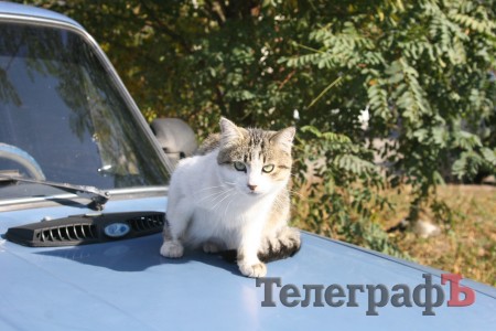 Приколы нашего городка: животные на колёсах (ФОТО)