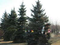 В Кременчуге определили самую красивую елку (ФОТО)