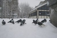 Зима-2012 в Кременчуге (ФОТОРЕПОРТАЖ)