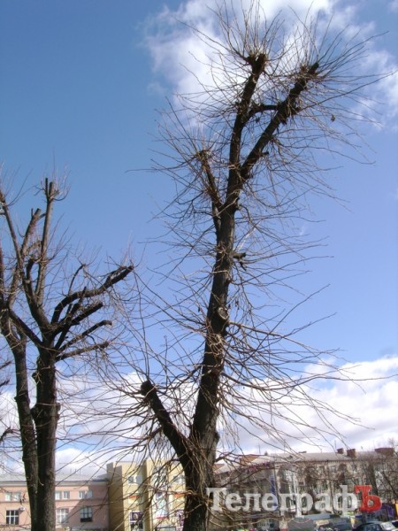 В Кременчуге снова режут липы (ФОТО)