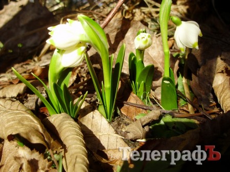 Весна в Карпатах (ФОТОРЕПОРТАЖ)