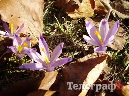 Весна в Карпатах (ФОТОРЕПОРТАЖ)