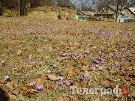 Весна в Карпатах (ФОТОРЕПОРТАЖ)