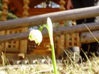 Весна в Карпатах (ФОТОРЕПОРТАЖ)