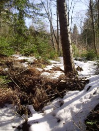 Весна в Карпатах (ФОТОРЕПОРТАЖ)