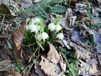 Весна в Карпатах (ФОТОРЕПОРТАЖ)