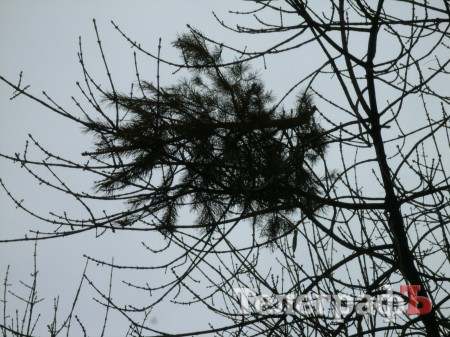 В Кременчуге изобрели самовыбрасывающуюся ёлку! (ФОТОприколы нашего городка)