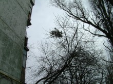 В Кременчуге изобрели самовыбрасывающуюся ёлку! (ФОТОприколы нашего городка)