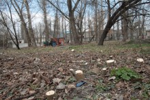 В парке МЮДа в Кременчуге высадят 100 берез