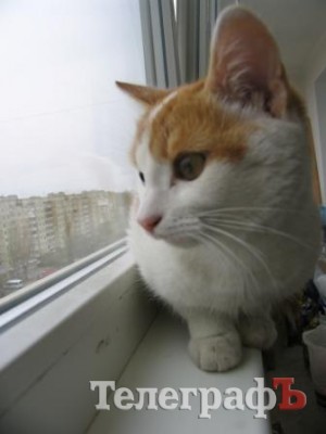 Киса – спасенная узница вентиляционной шахты