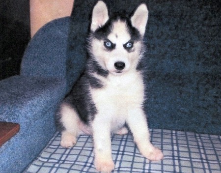 Ветлікаря звинувачують у смерті собаки