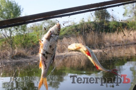 Как репортер "Кременчугского Телеграфа" с водной милицией за «браканами» гонялся