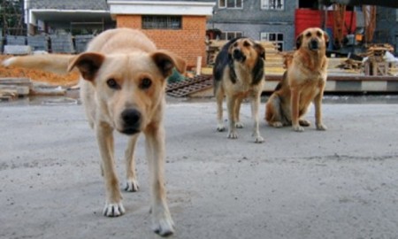 В Кременчуге собака напала на 10-летнего мальчика