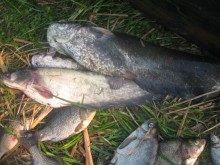 Под Кременчугом поймали браконьера с электроудочкой (ФОТО)