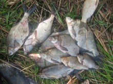 Под Кременчугом поймали браконьера с электроудочкой (ФОТО)