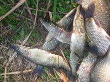 Под Кременчугом поймали браконьера с электроудочкой (ФОТО)