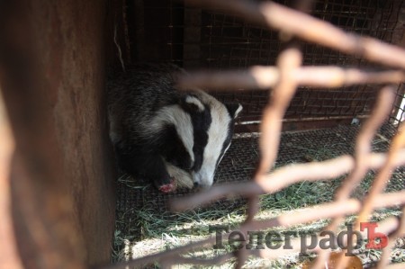 Кременчугские лесники вытащили из капкана барсука (ФОТО)