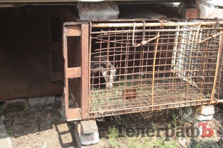 Кременчугские лесники вытащили из капкана барсука (ФОТО)